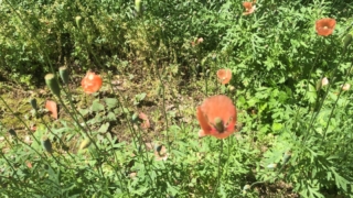 若い頃は見かけなかったオレンジ色の野花が植生地を広げていることを知っての画像