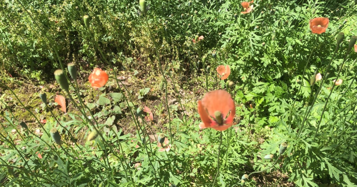 若い頃は見かけなかったオレンジ色の野花が植生地を広げていることを知っての画像