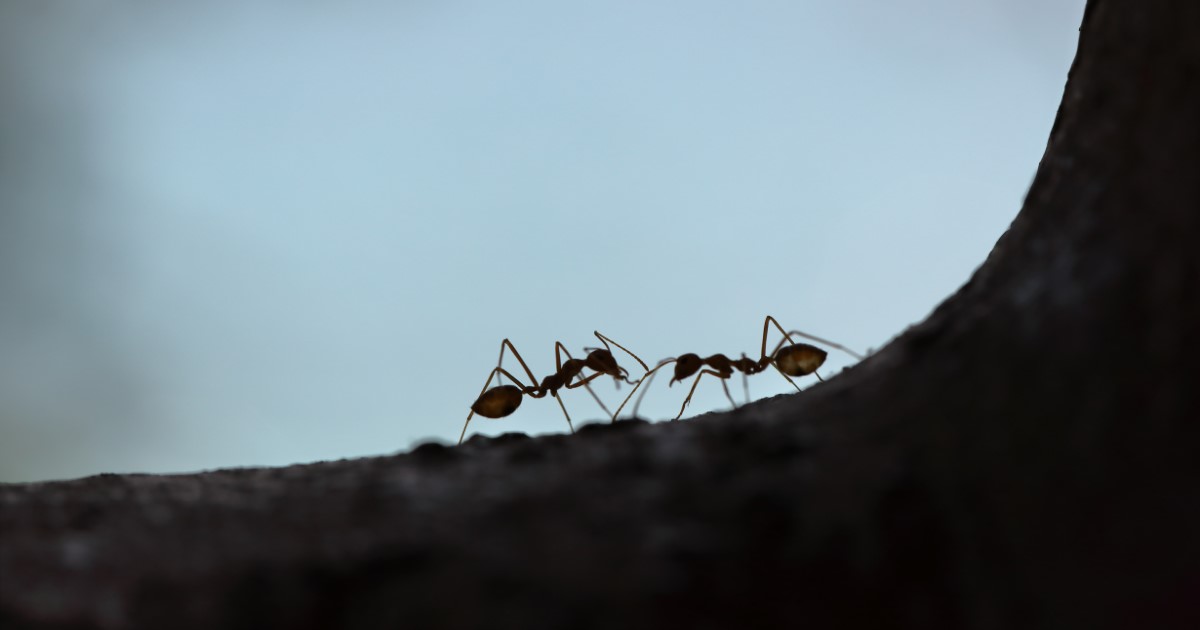 海外から危険なアリがやってきたという記事を読んでの画像