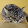 睡眠不足の原因を確認して解決策を考えてみる