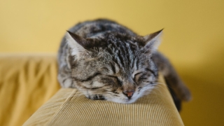 睡眠不足の原因を確認して解決策を考えてみる