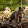 クマによる被害のニュースをよく見かけます