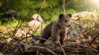 クマによる被害のニュースをよく見かけます