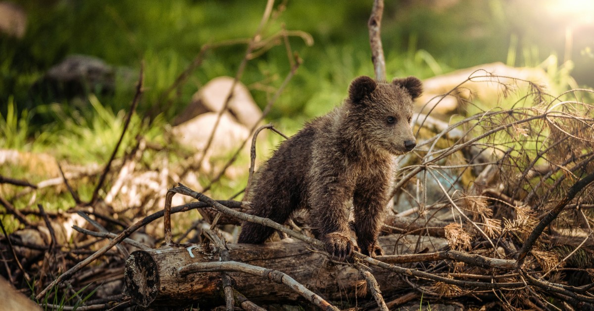 クマによる被害のニュースをよく見かけます