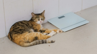 年齢は年齢でも、精神年齢とか体内年齢とかがありまして