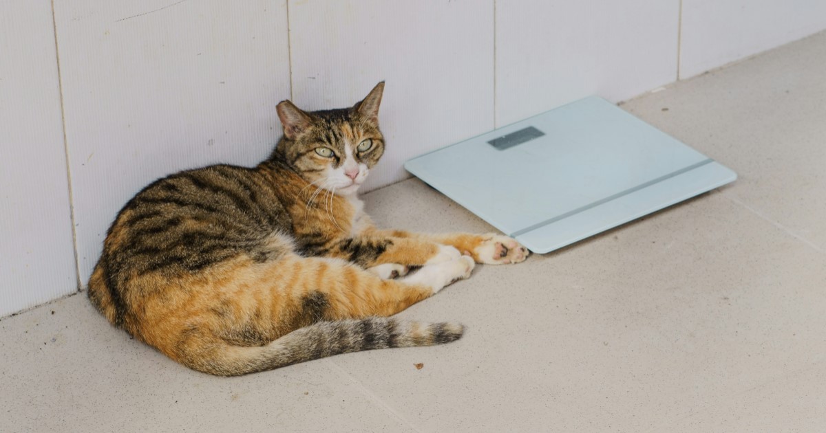 年齢は年齢でも、精神年齢とか体内年齢とかがありまして