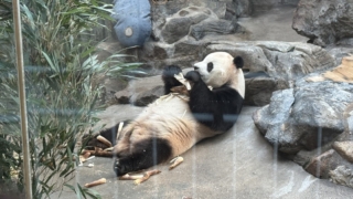 【中国旅行記⑤】やはり海外旅行は良いものです