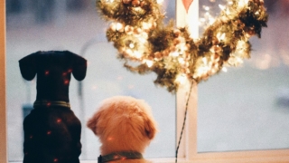 クリスマスなどで賑わっている街へお出かけすること