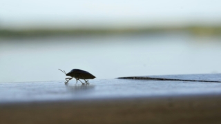カメムシへの対処が大変か大変でないかで言いますと…