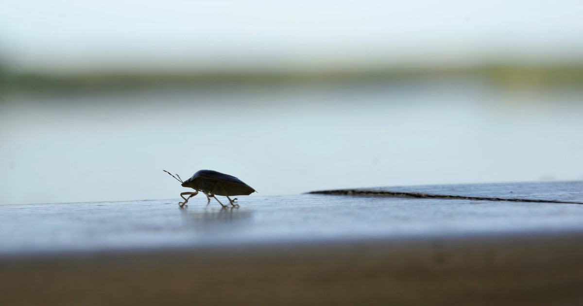 カメムシへの対処が大変か大変でないかで言いますと…